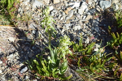 Chloraea viridiflora