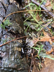 Xylaria hypoxylon