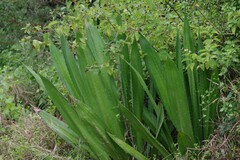 Furcraea