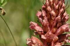 Orobanche kochii