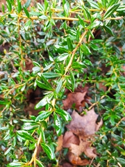 Berberis candidula