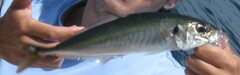 Trachurus symmetricus