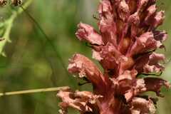 Orobanche kochii