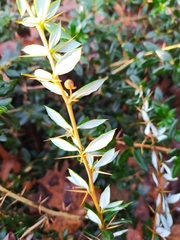 Berberis candidula