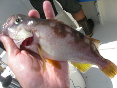 Sebastes serranoides