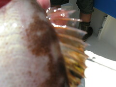 Sebastes serranoides