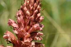 Orobanche kochii
