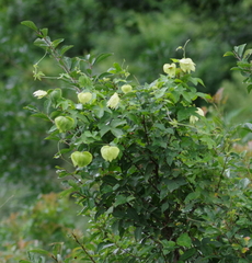 Dalechampia capensis