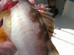 Sebastes serranoides