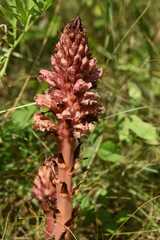 Orobanche kochii
