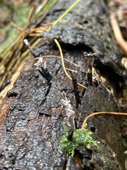 Xylaria hypoxylon