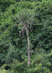 Euphorbia triangularis