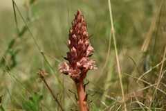 Orobanche kochii