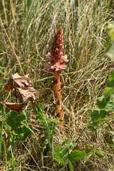 Orobanche kochii