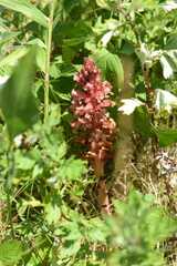 Orobanche kochii
