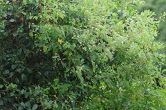 Helinus integrifolius