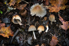 Coprinellus angulatus