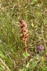 Orobanche kochii