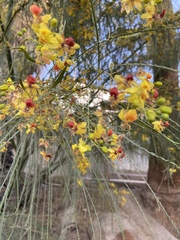 Parkinsonia aculeata