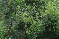 Helinus integrifolius