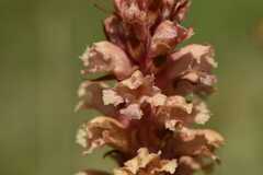Orobanche kochii