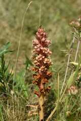 Orobanche kochii