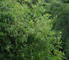 Helinus integrifolius