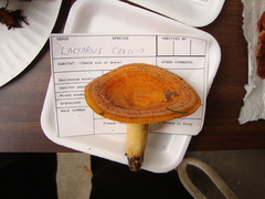 Lactarius croceus