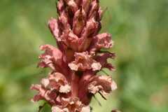 Orobanche kochii
