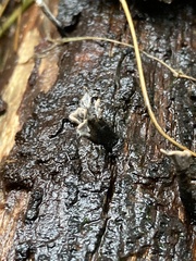 Xylaria hypoxylon