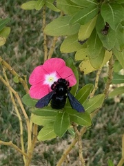 Xylocopa strandi