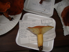 Lactarius croceus