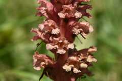 Orobanche kochii