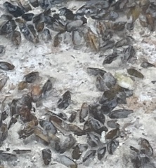 Brachidontes modiolus