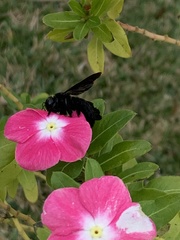 Xylocopa strandi
