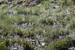 Chloraea viridiflora