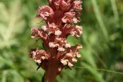 Orobanche kochii