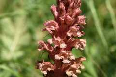 Orobanche kochii