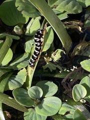 Xanthopastis regnatrix