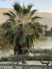 Washingtonia