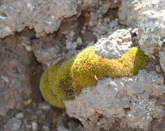 Bryophyta