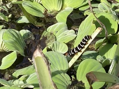 Xanthopastis regnatrix