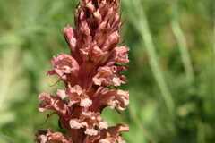 Orobanche kochii