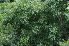 Cordia caffra