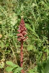 Orobanche kochii