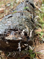 Xylaria hypoxylon