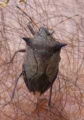 Picromerus nigridens