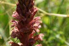 Orobanche kochii