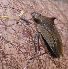 Picromerus nigridens