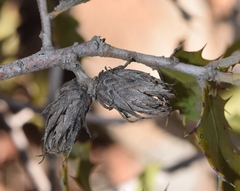 Phyllodiplosis cocciferae